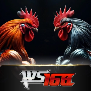 Ws168 Sabung - BETPLAY138
